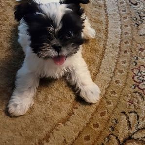 Meet your Posher, Regina